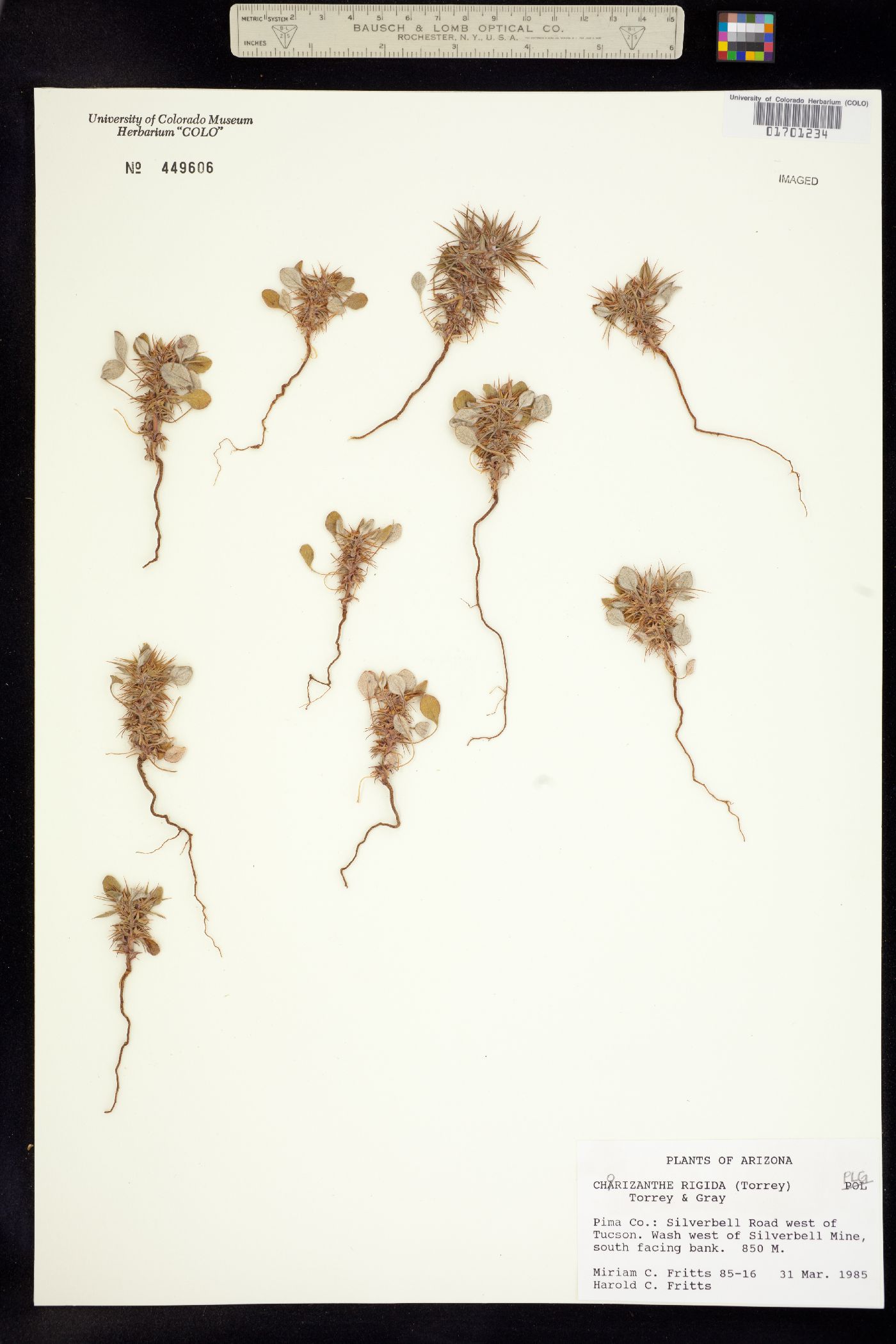 Chorizanthe rigida image