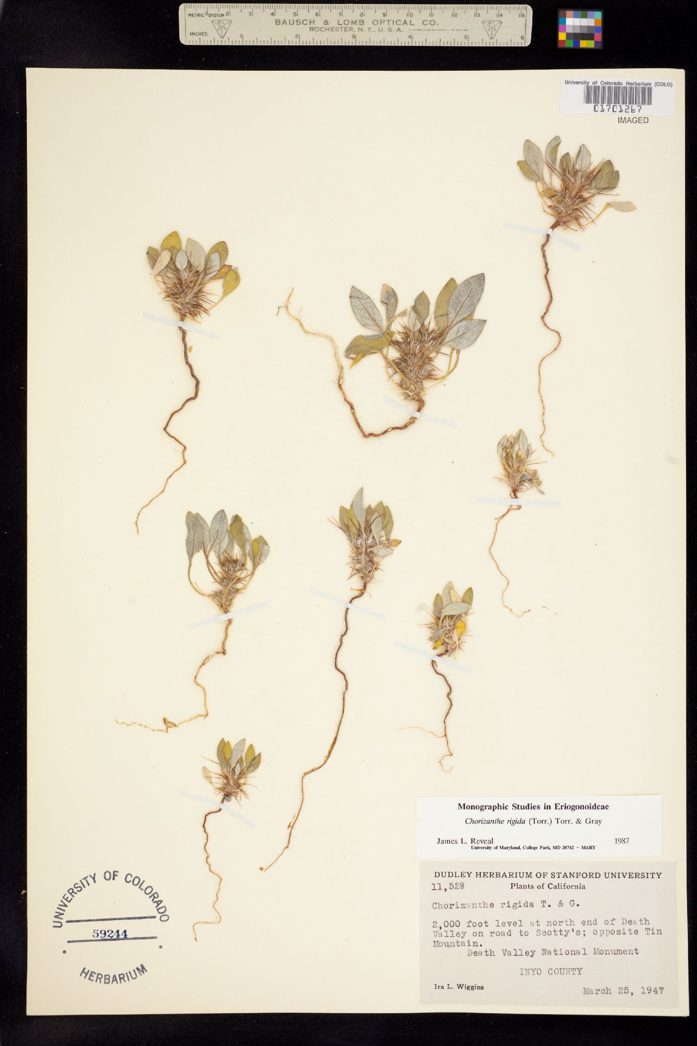 Chorizanthe rigida image