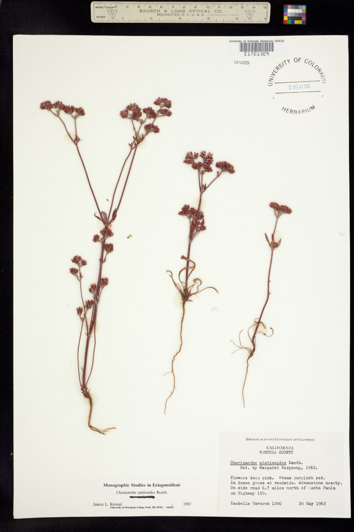 Chorizanthe staticoides image