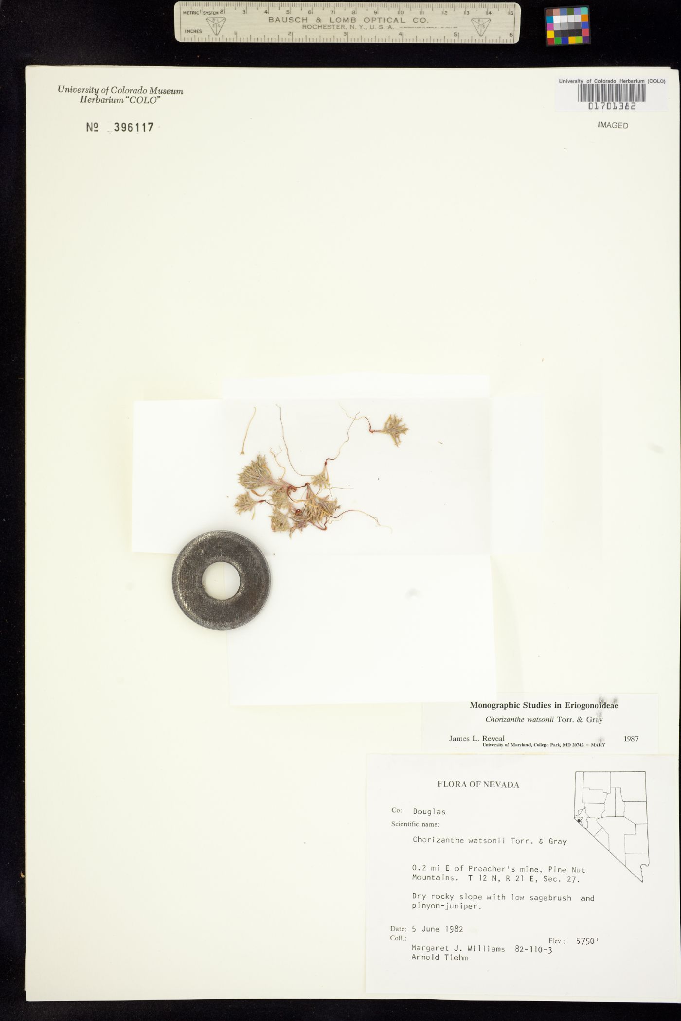 Chorizanthe watsonii image