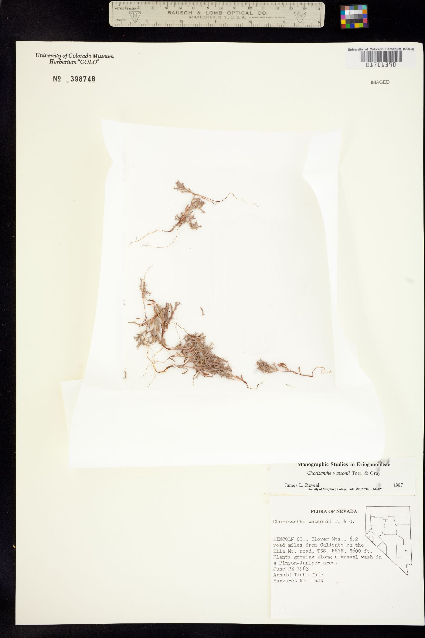 Chorizanthe watsonii image