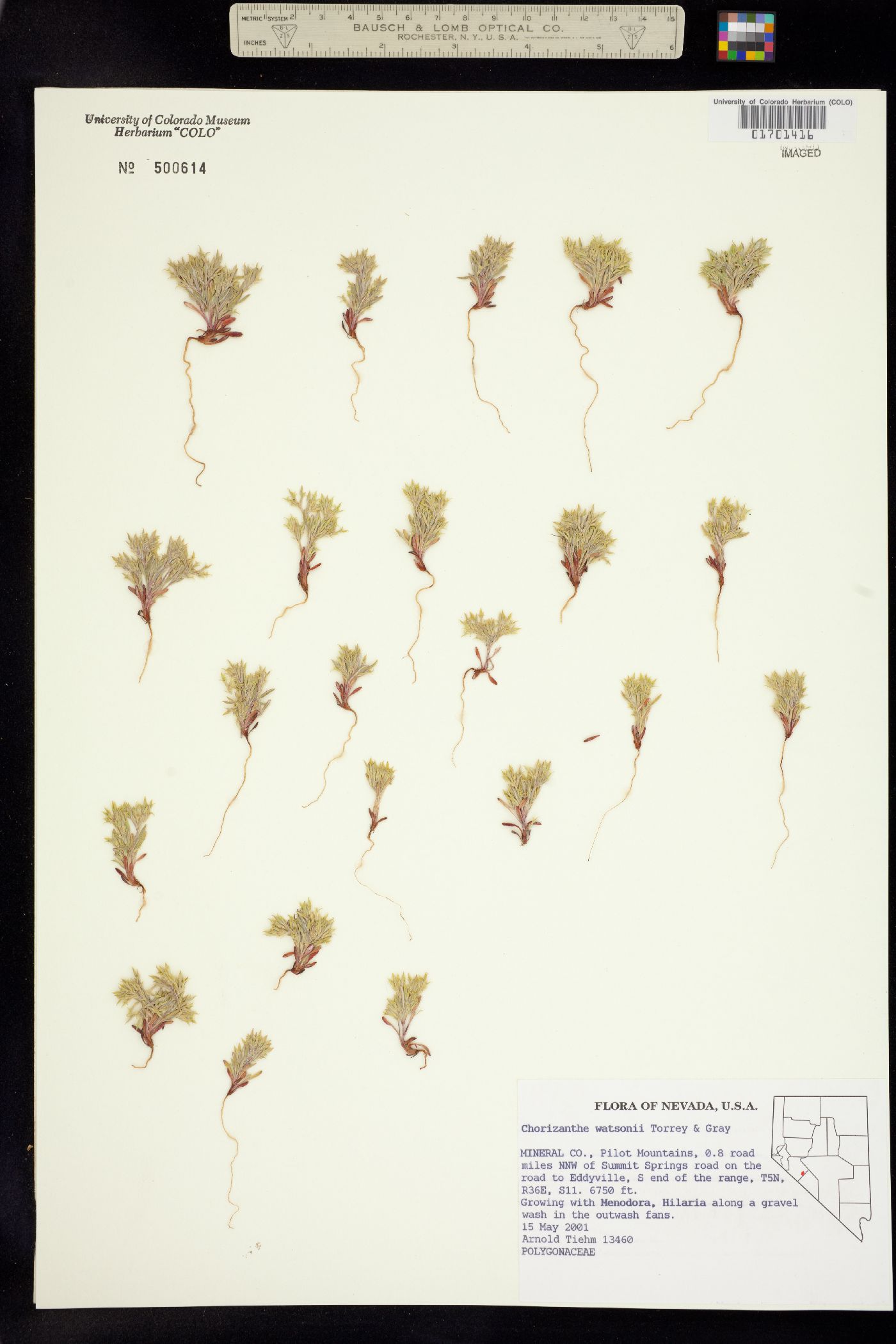 Chorizanthe watsonii image