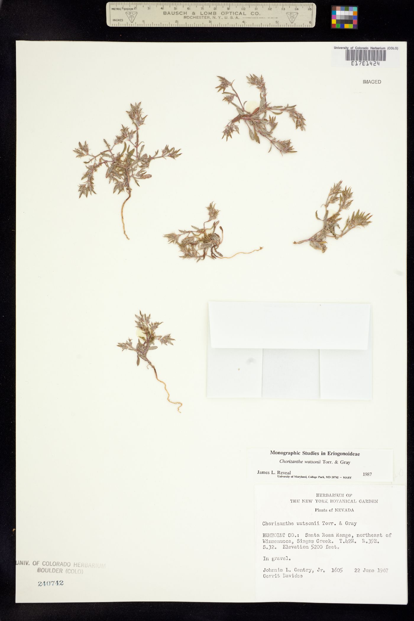 Chorizanthe image