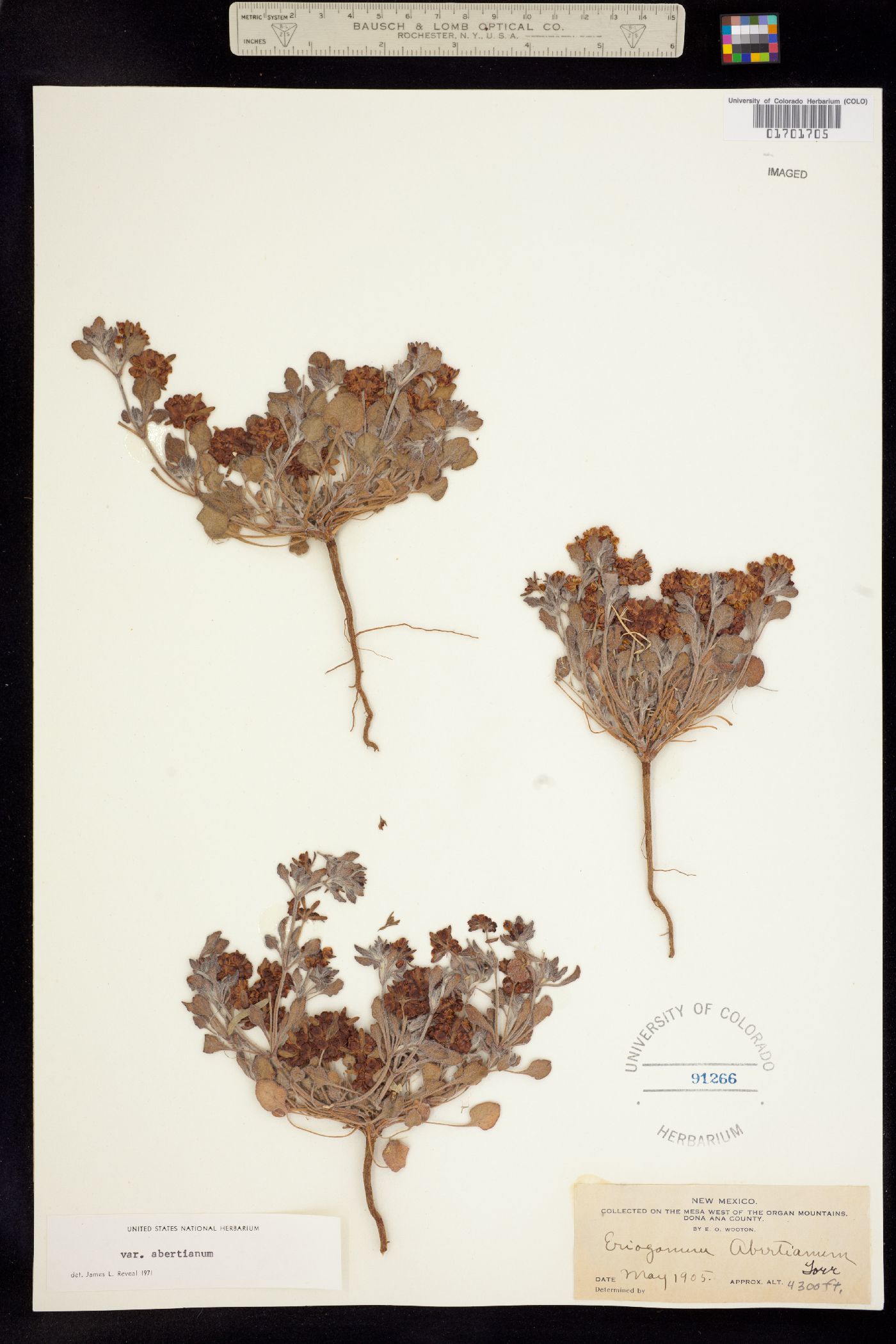 Eriogonum abertianum image