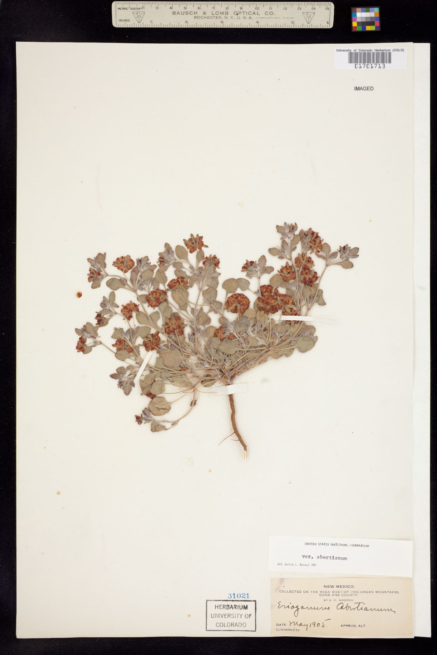 Eriogonum abertianum image
