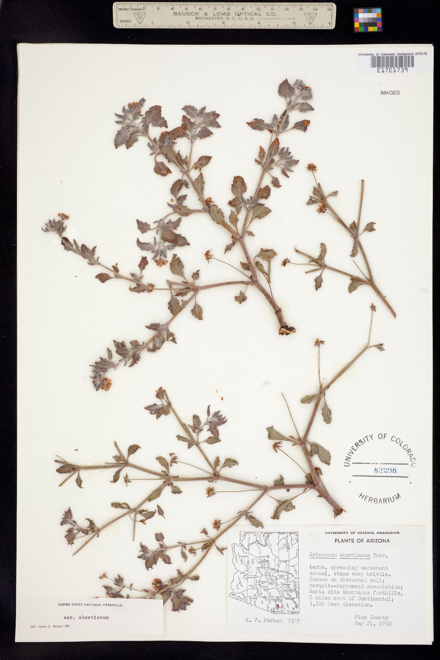 Eriogonum abertianum image
