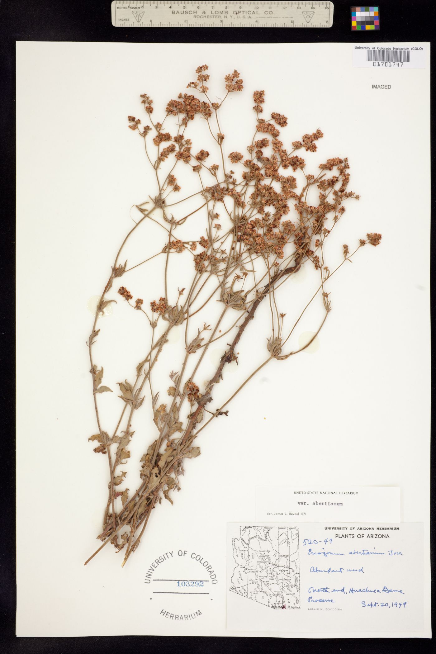 Eriogonum abertianum image