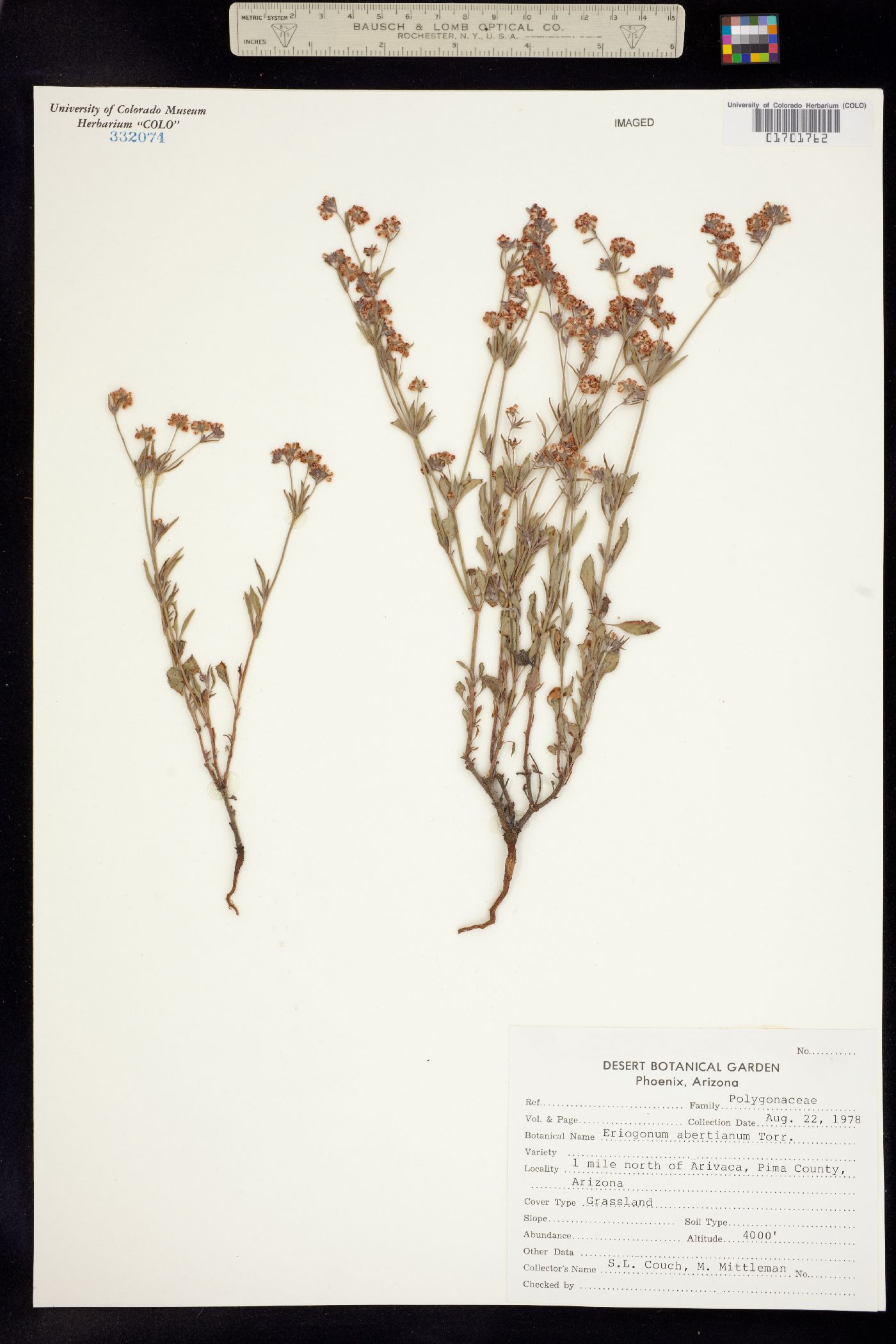 Eriogonum abertianum image