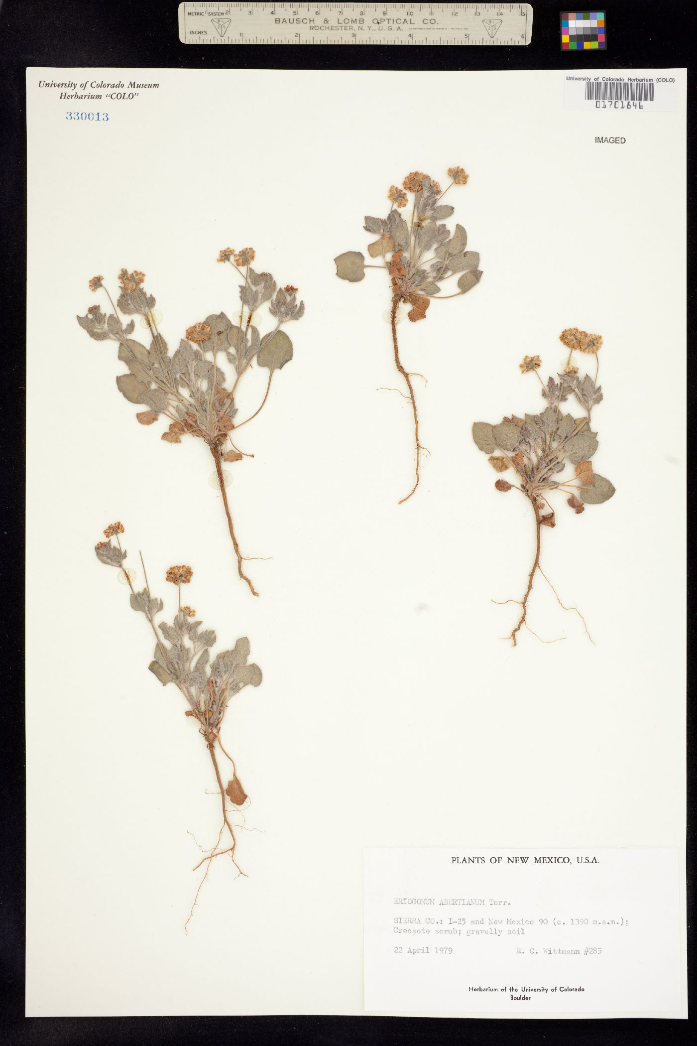 Eriogonum abertianum image