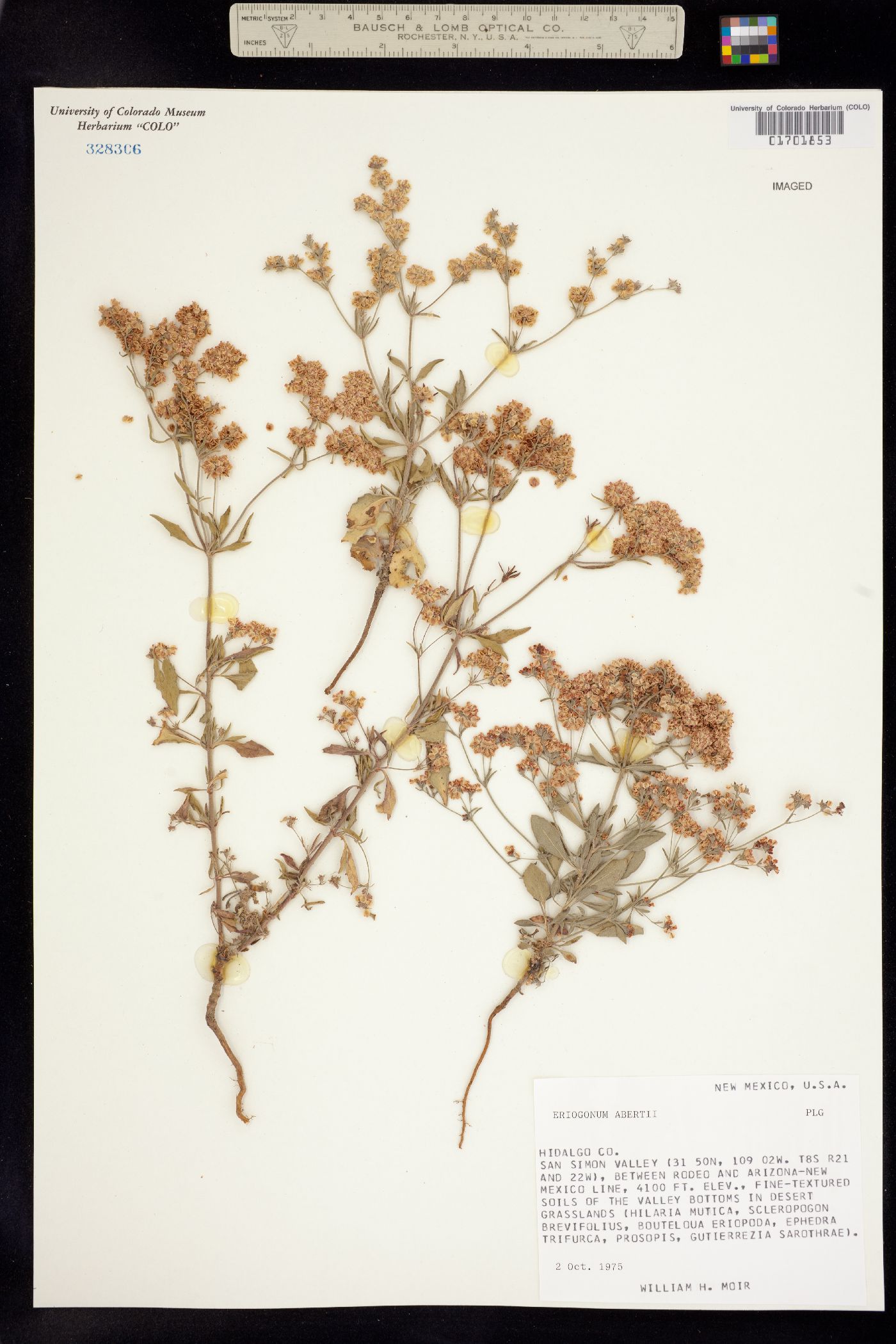 Eriogonum abertianum image