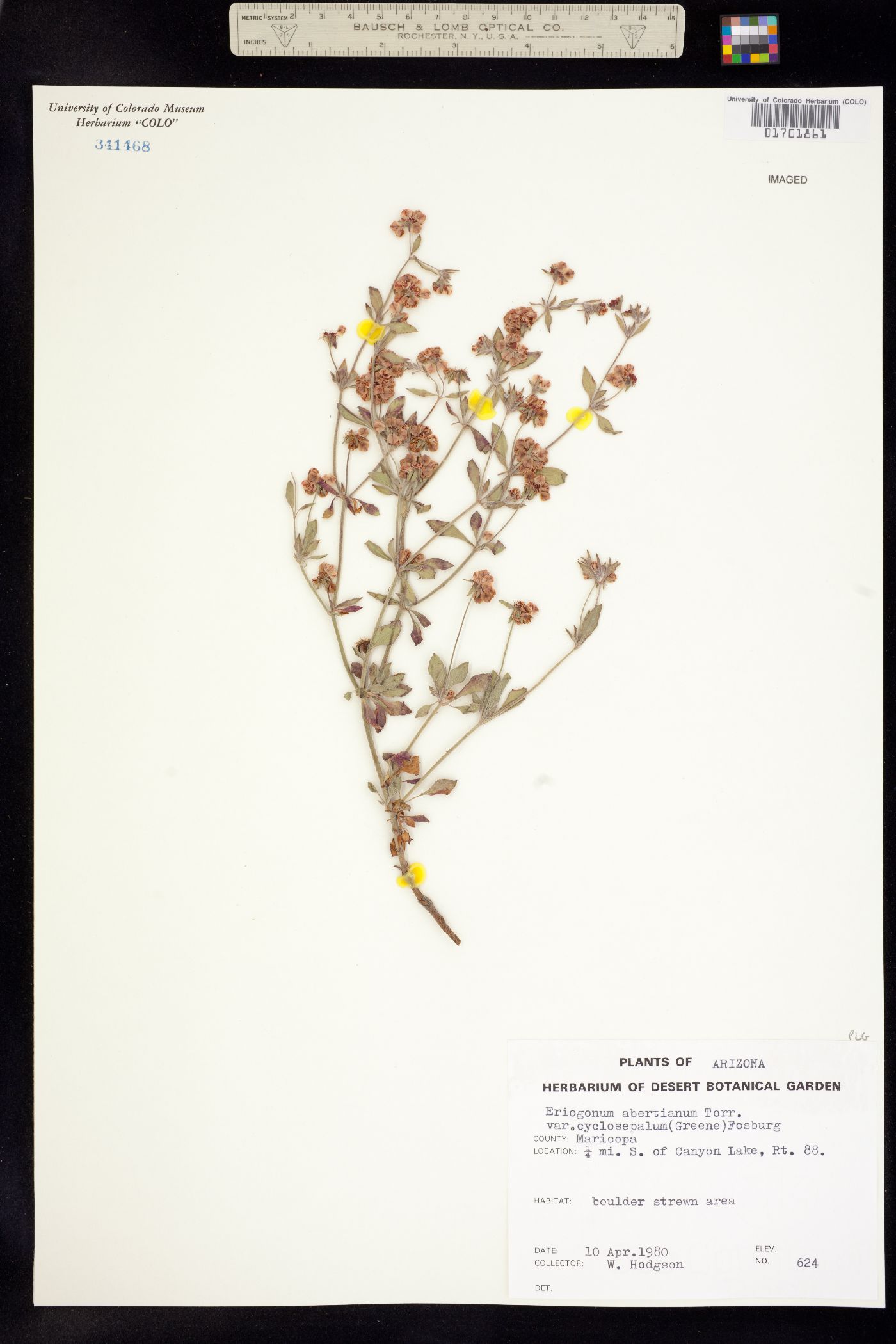 Eriogonum abertianum image