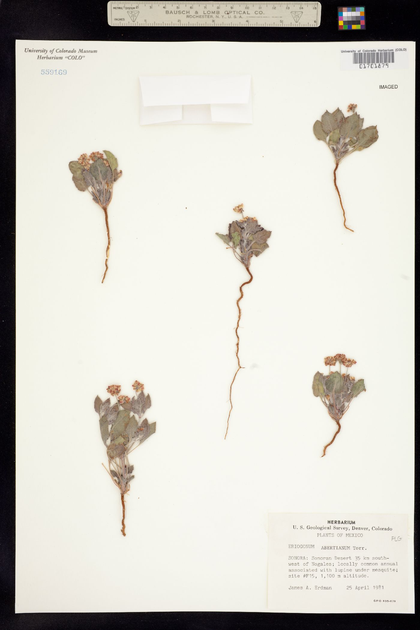 Eriogonum abertianum image