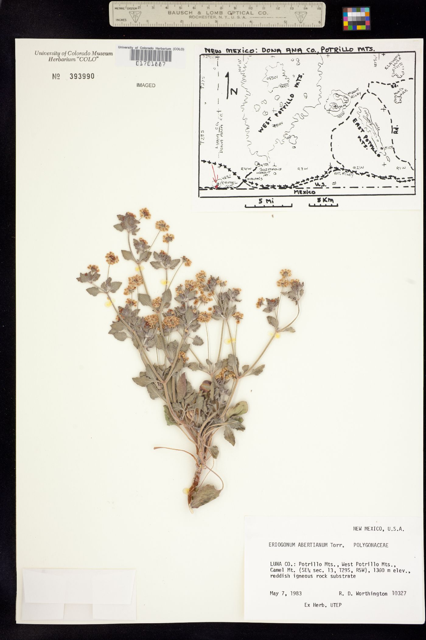 Eriogonum abertianum image
