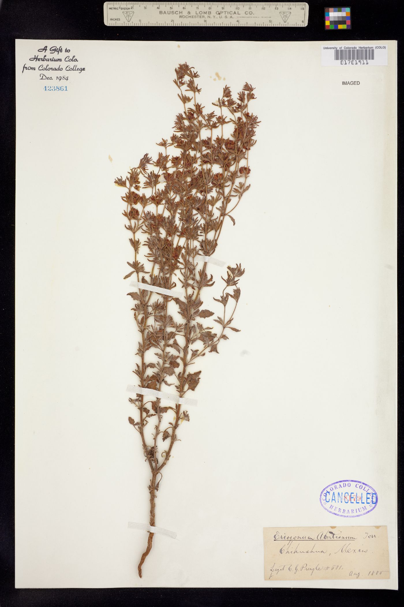 Eriogonum abertianum image