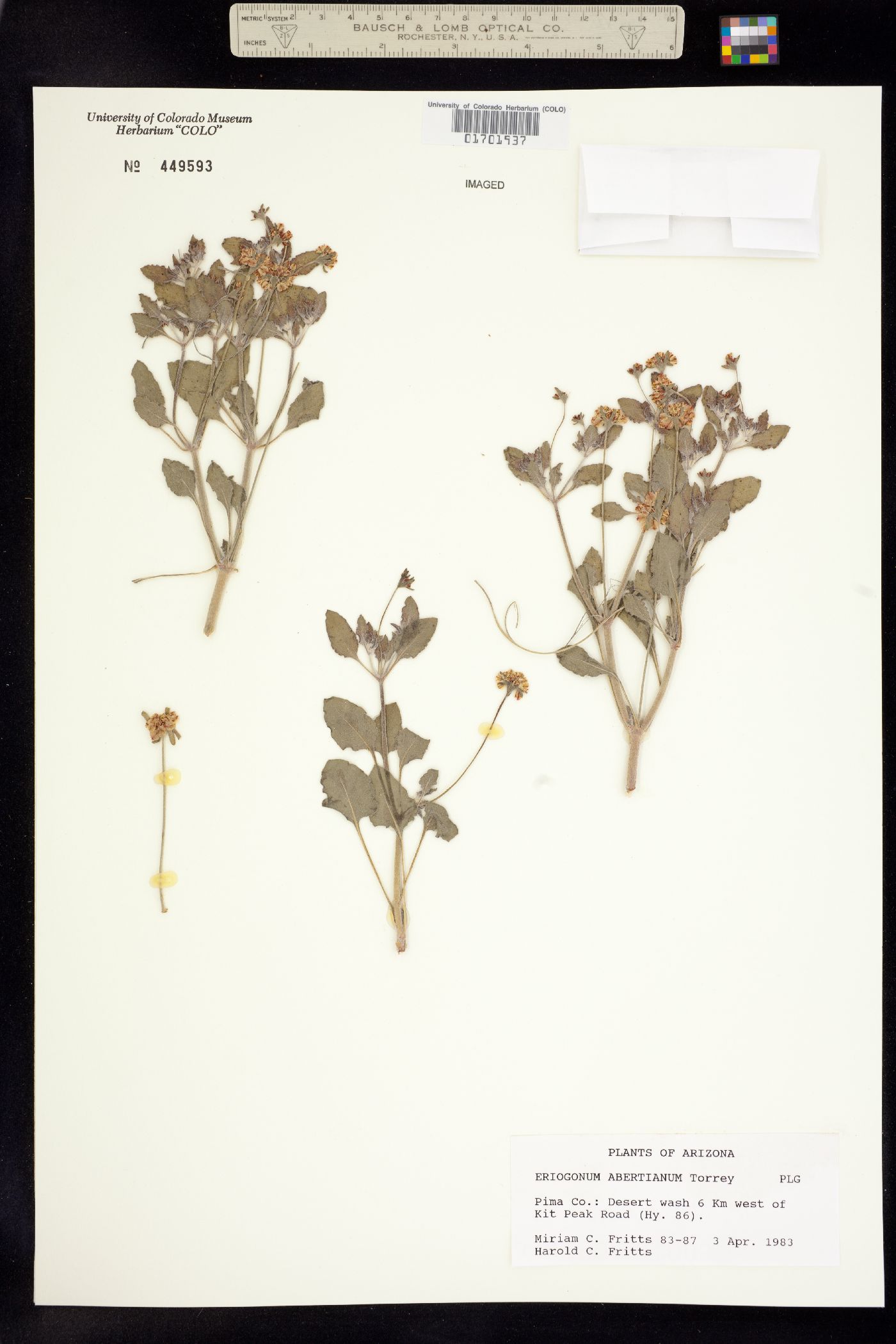 Eriogonum abertianum image
