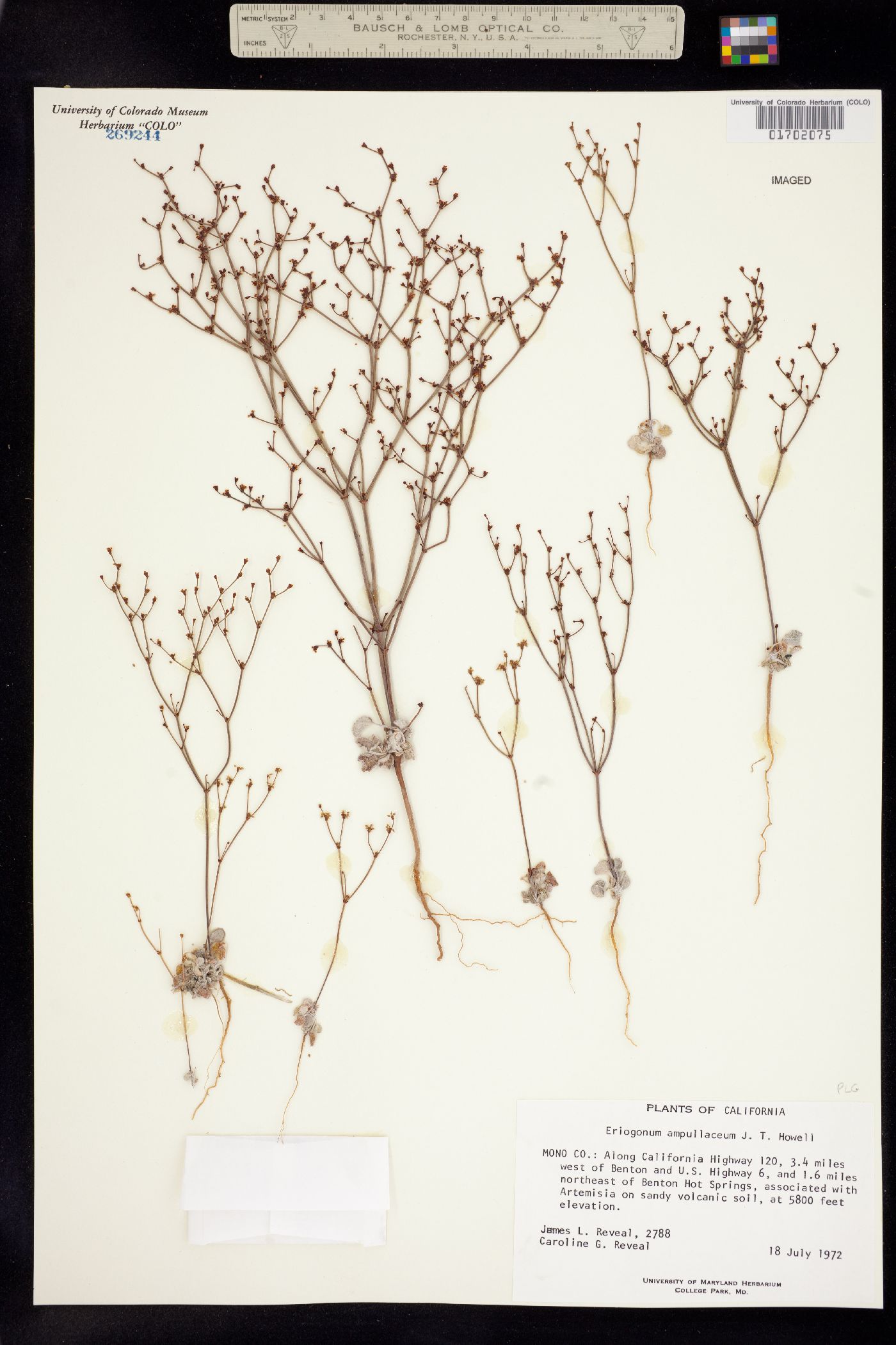 Eriogonum ampullaceum image