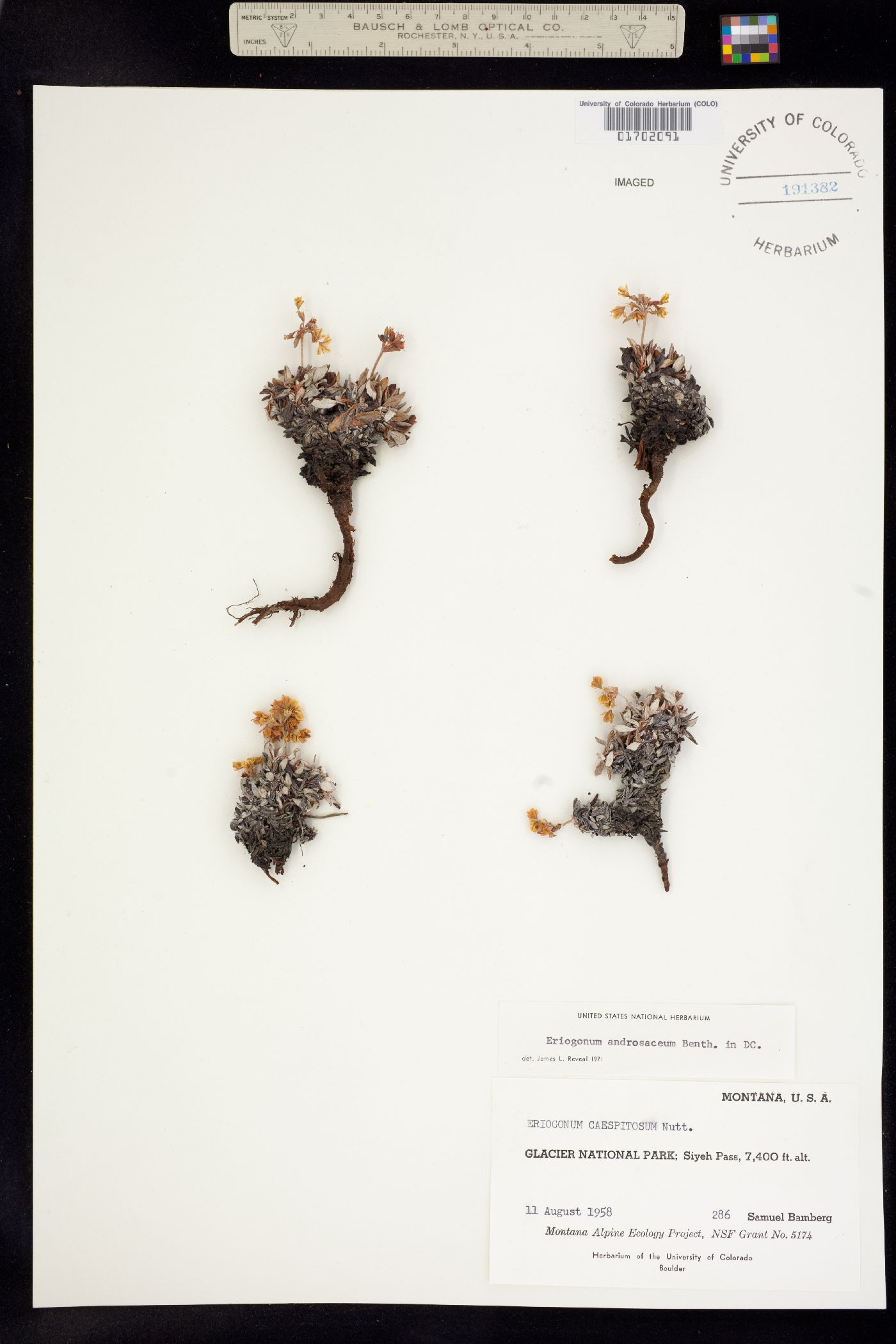 Eriogonum androsaceum image