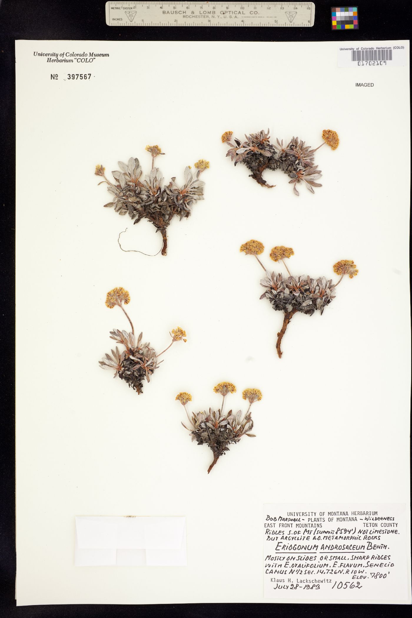 Eriogonum androsaceum image