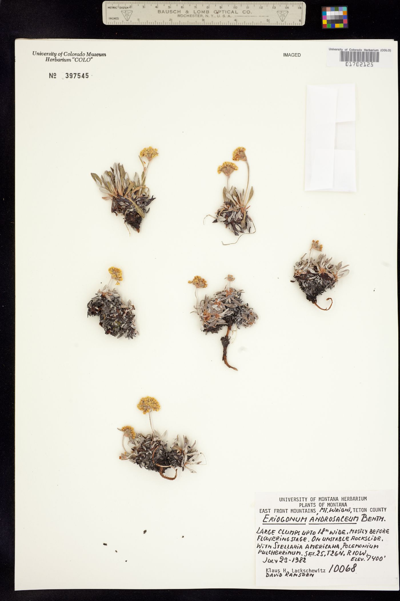 Eriogonum androsaceum image