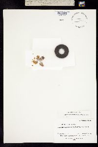 Eriogonum androsaceum image