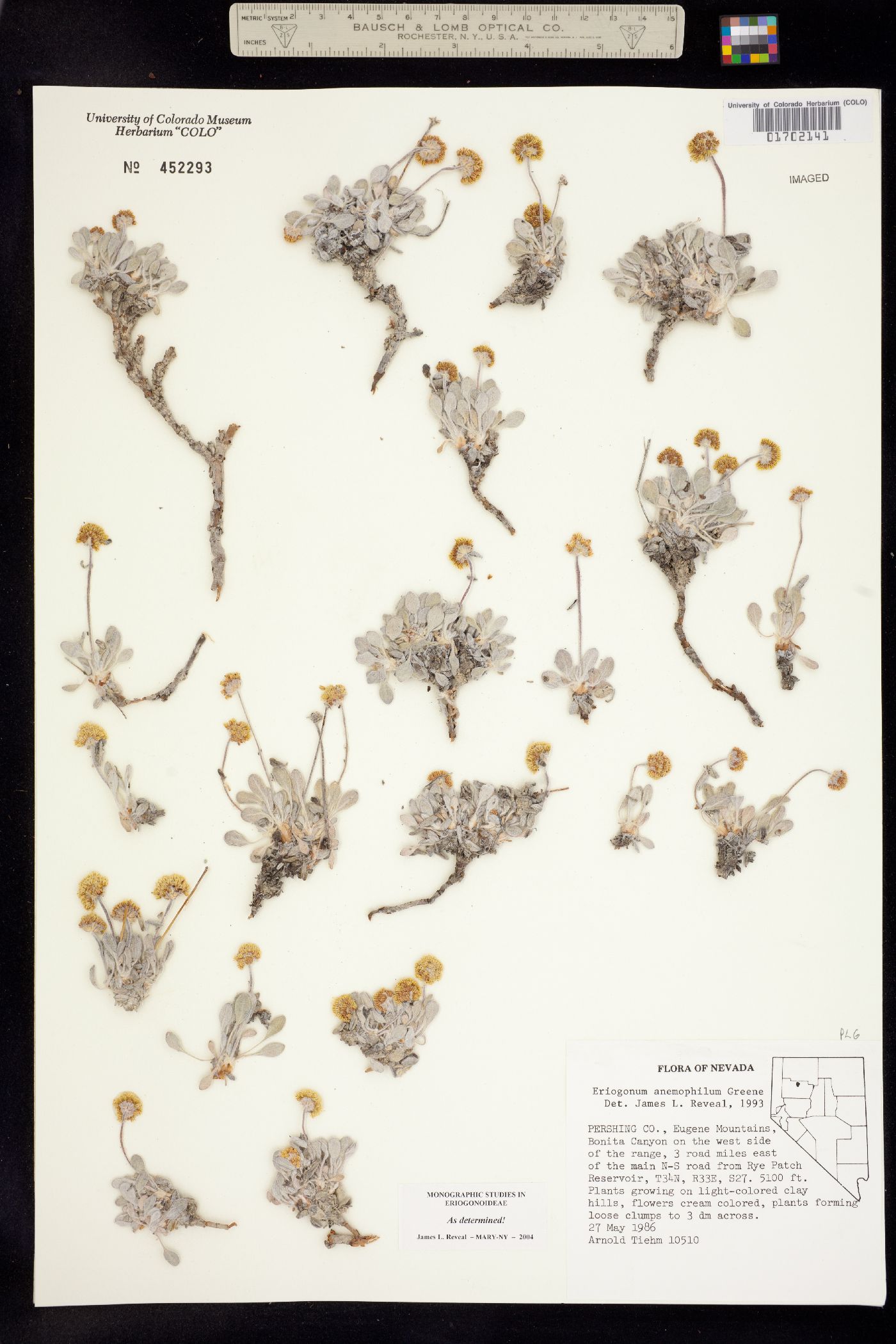 Eriogonum anemophilum image