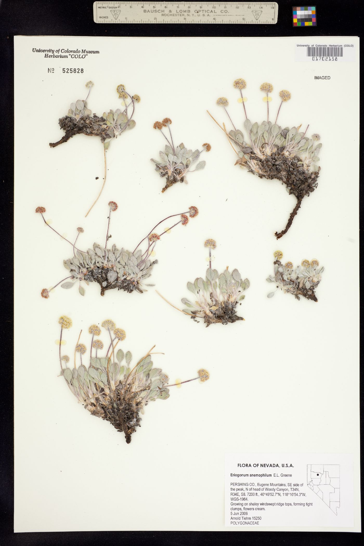 Eriogonum anemophilum image
