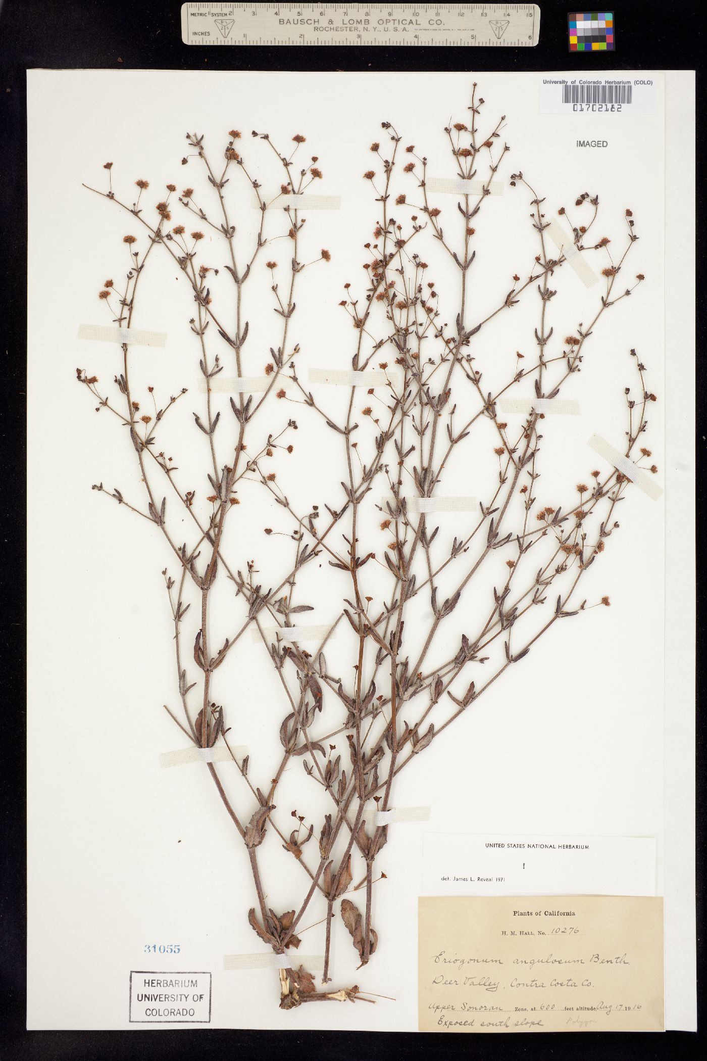 Eriogonum angulosum image