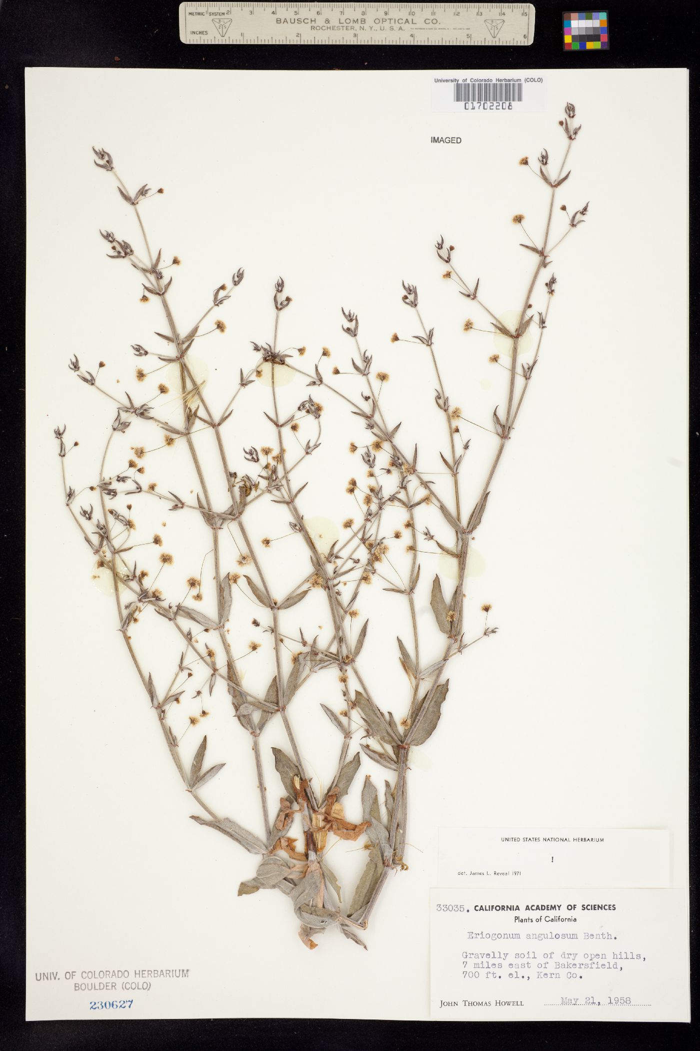 Eriogonum angulosum image