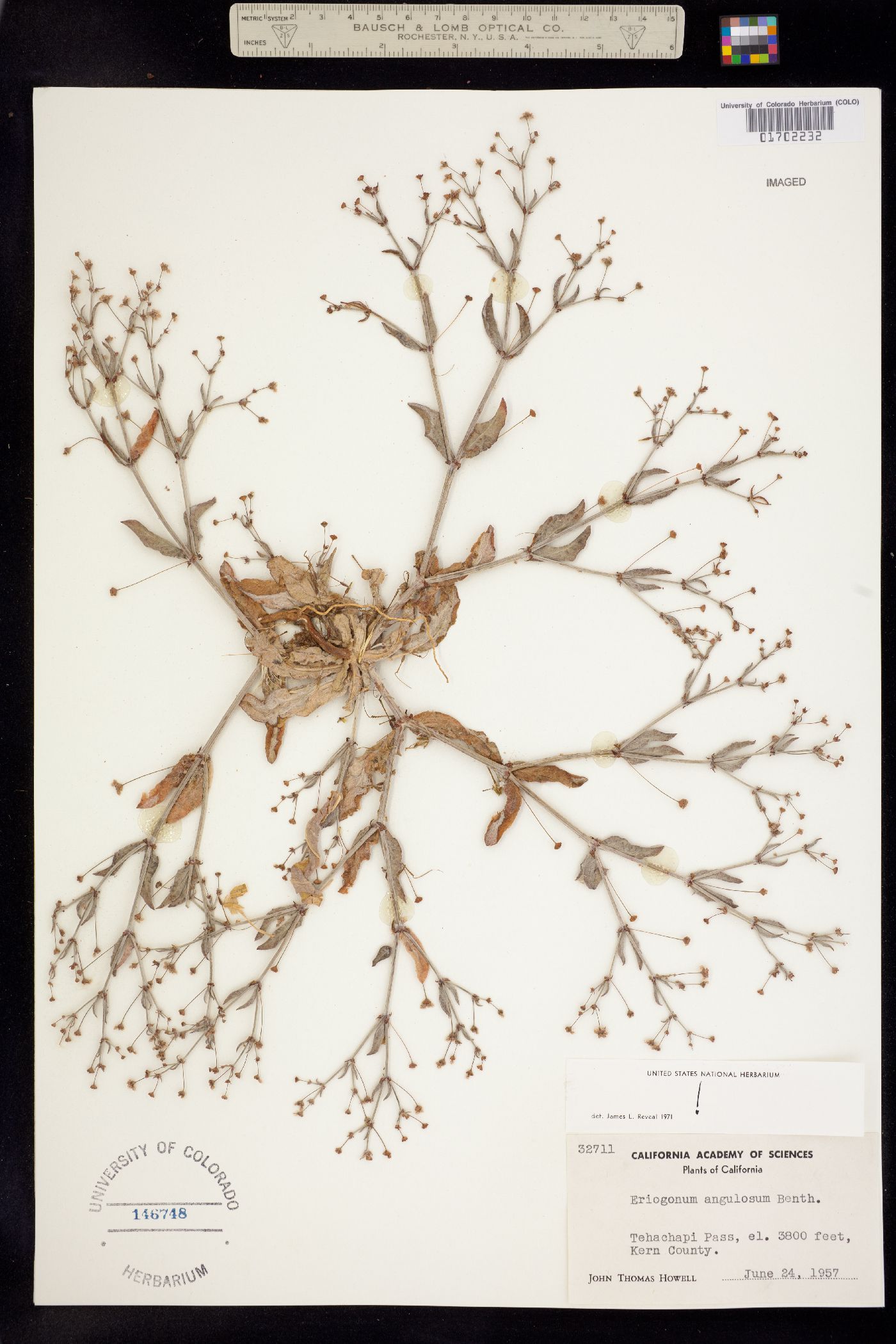 Eriogonum angulosum image