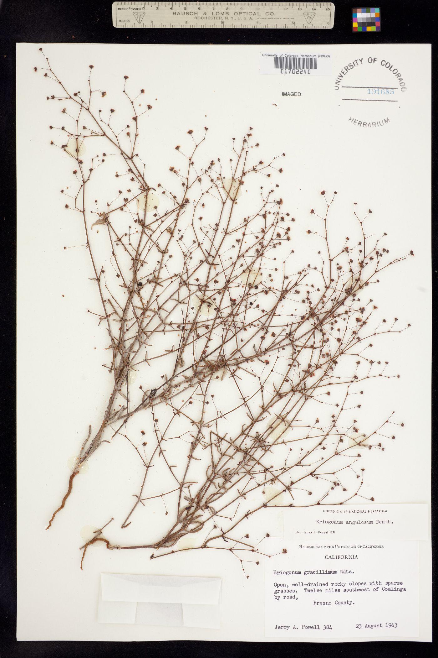 Eriogonum angulosum image