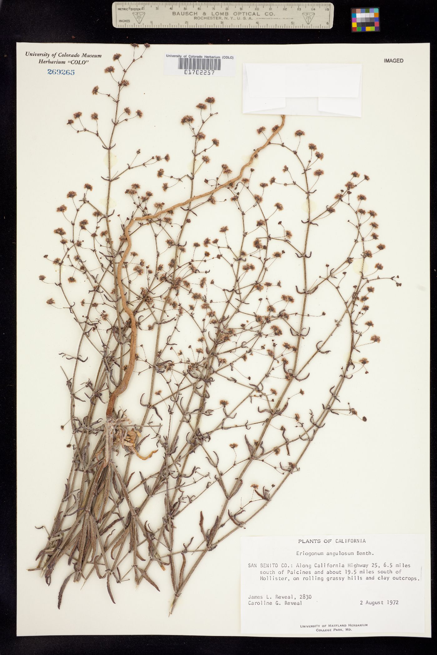 Eriogonum image