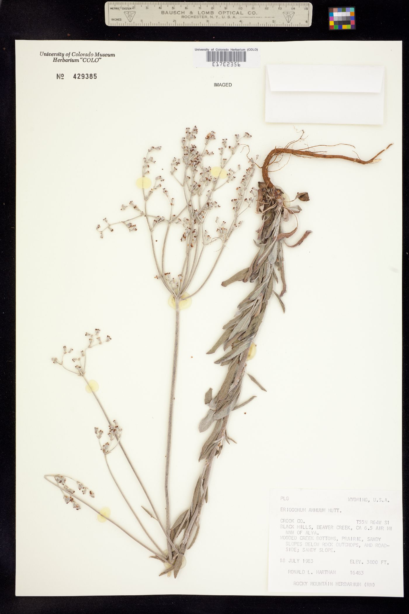 Eriogonum annuum image