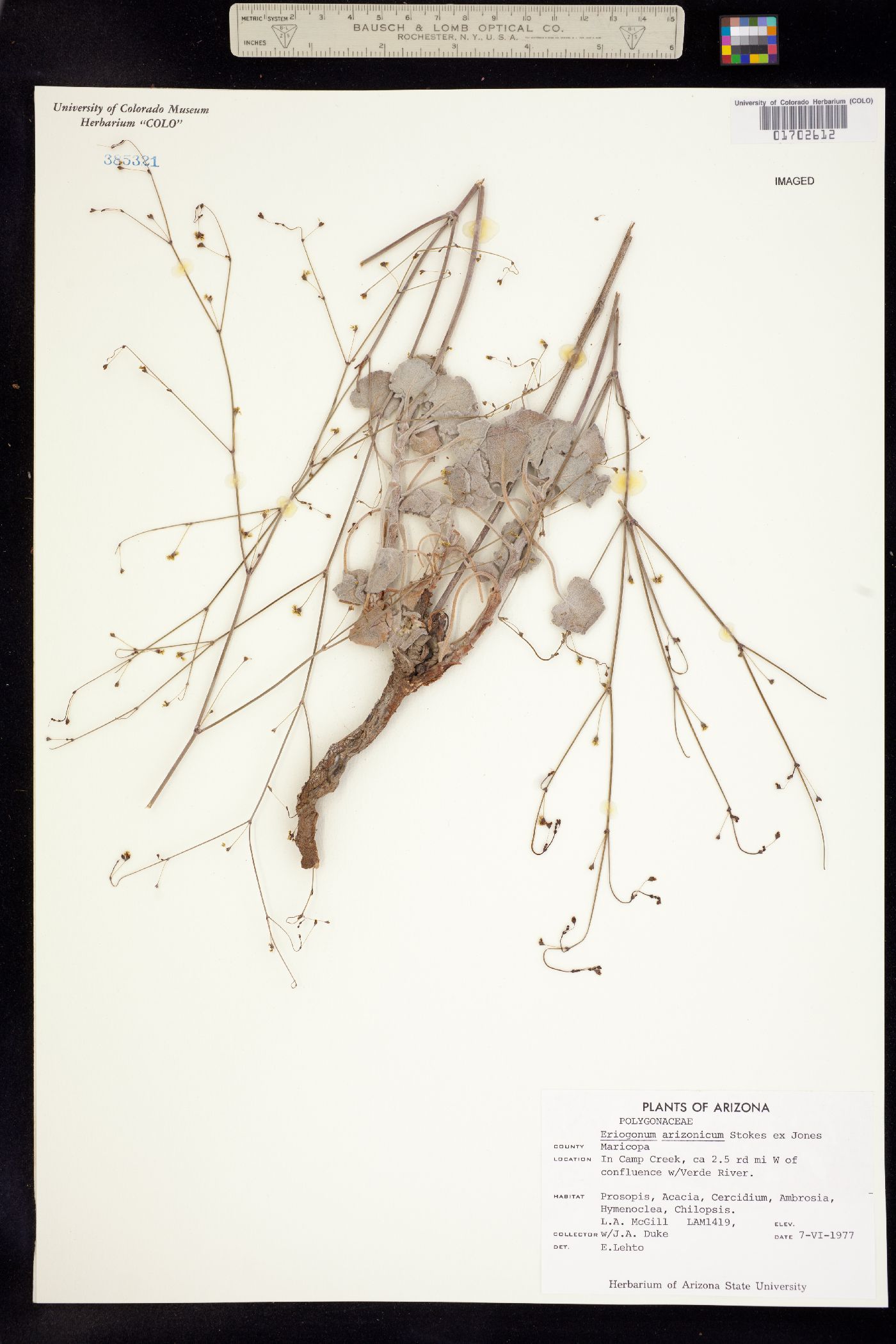 Eriogonum arizonicum image