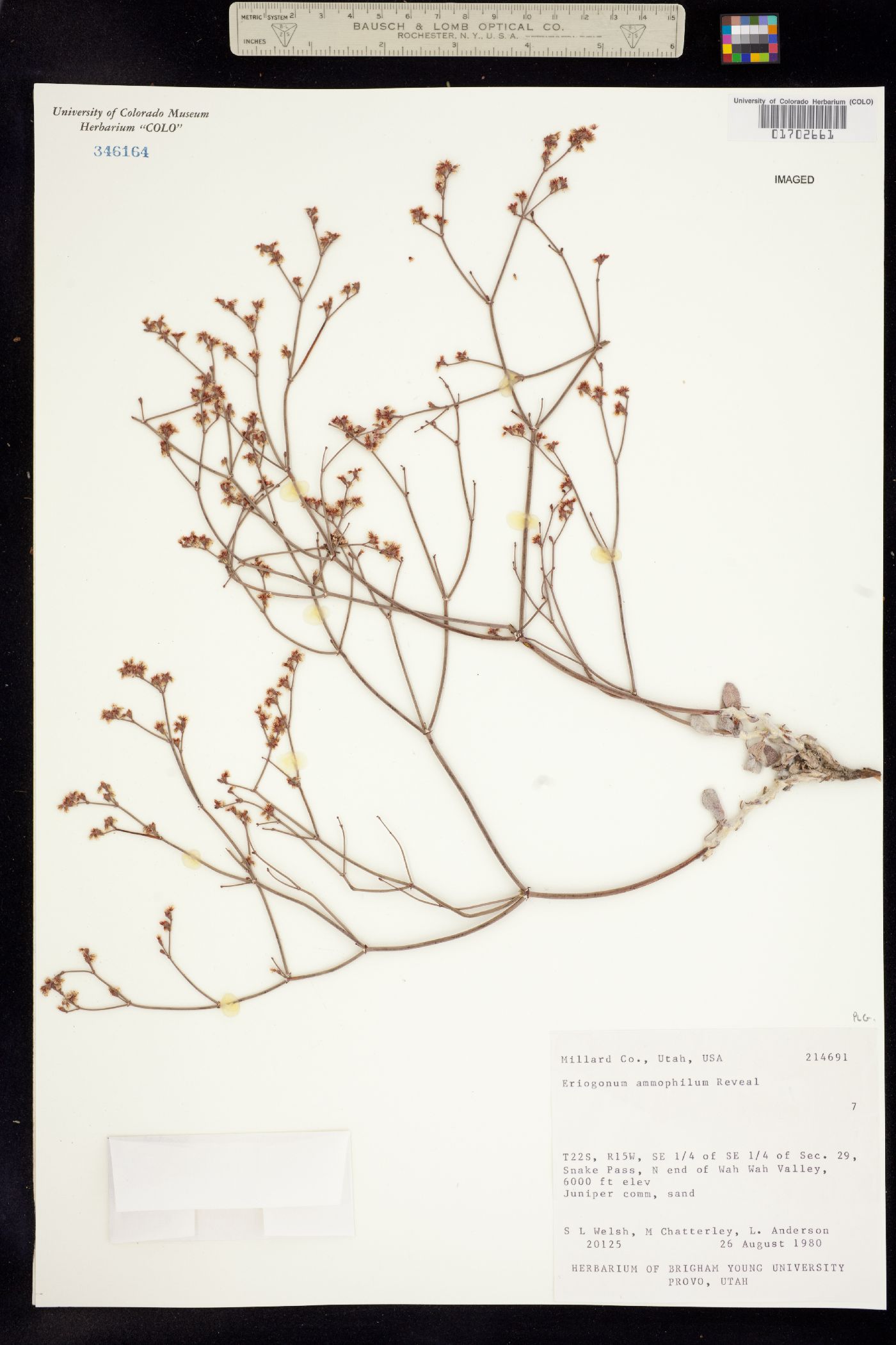 Eriogonum ammophilum image