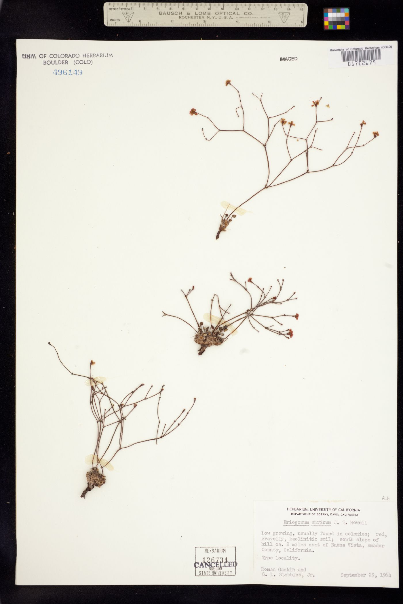 Eriogonum apricum image