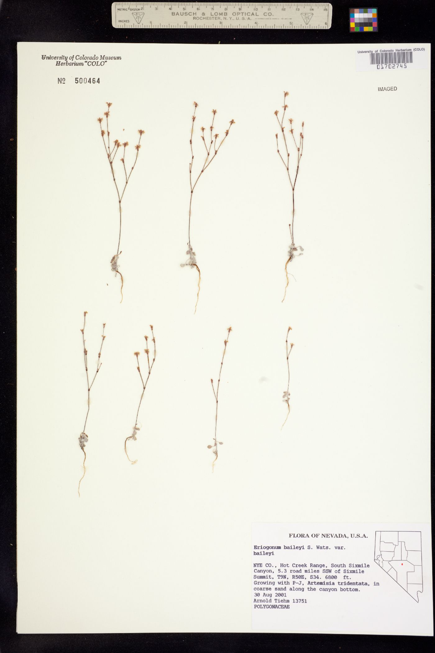 Eriogonum baileyi image