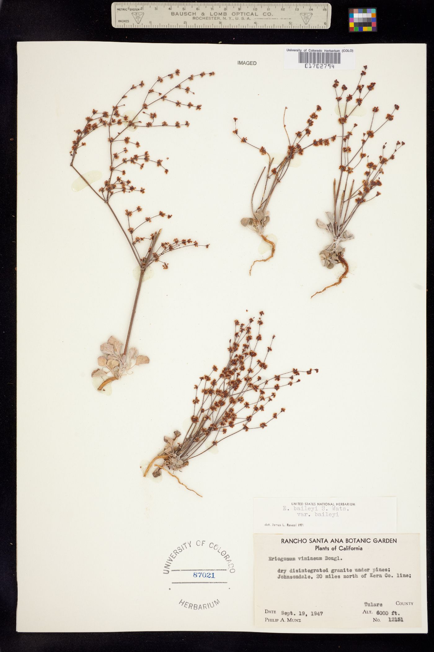 Eriogonum baileyi image