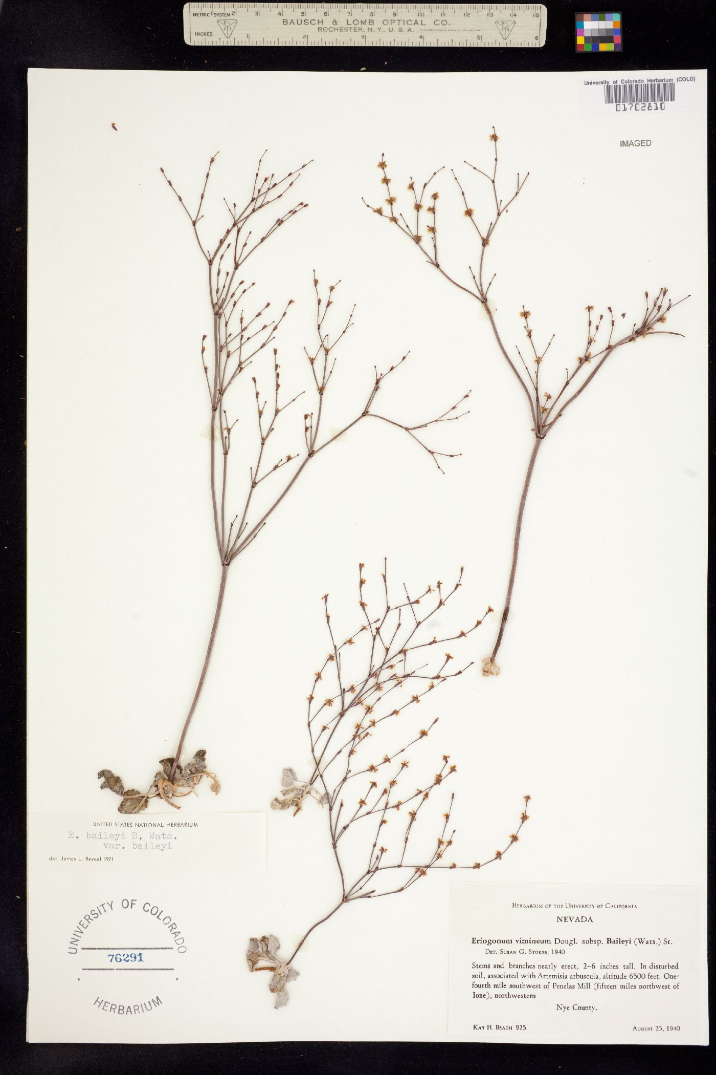 Eriogonum baileyi image