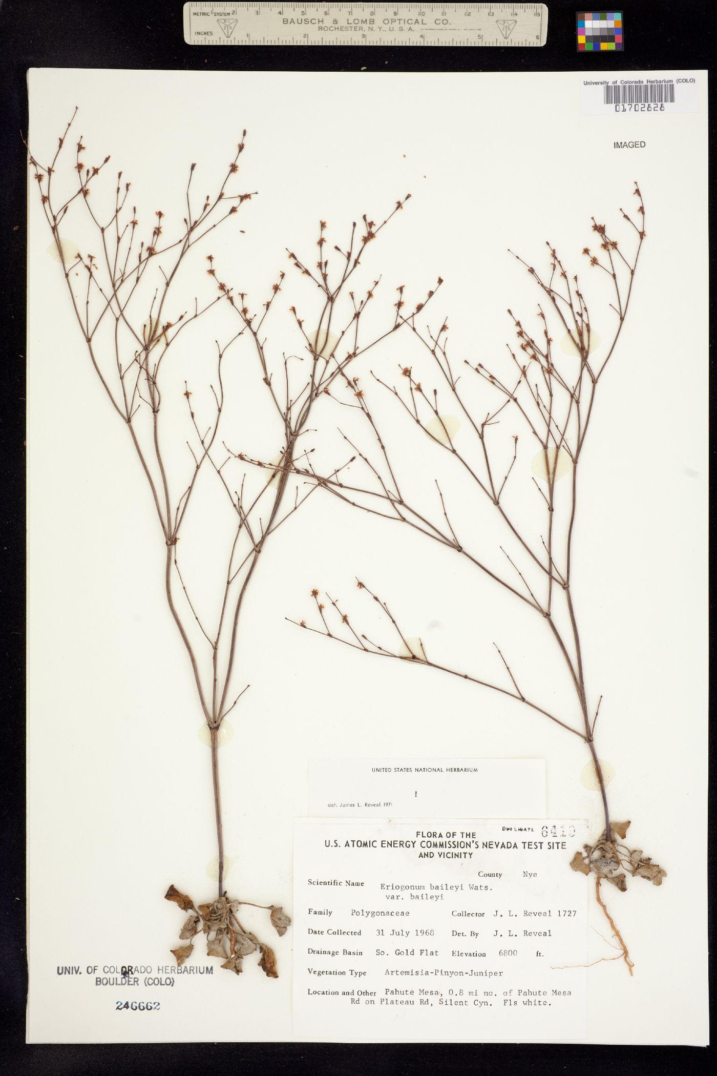 Eriogonum baileyi image