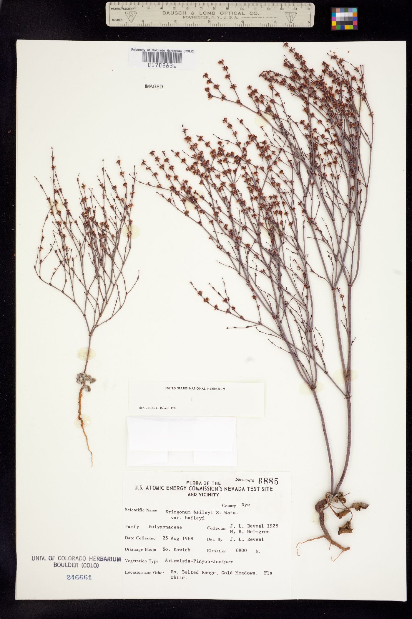 Eriogonum baileyi image