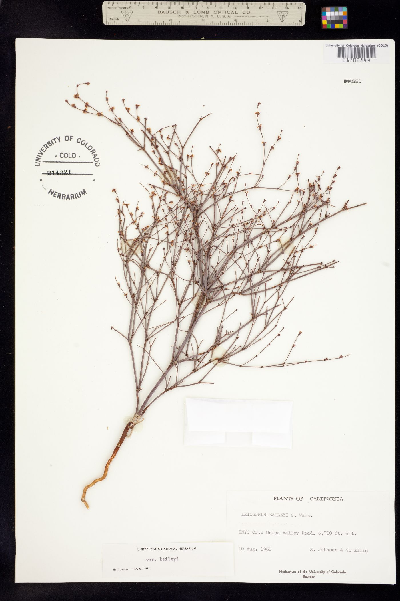 Eriogonum baileyi image