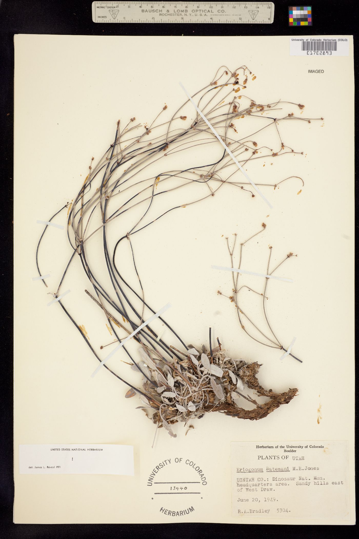 Eriogonum batemanii image