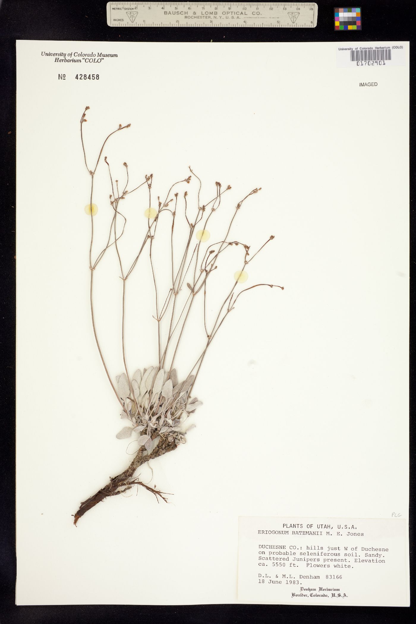 Eriogonum batemanii image