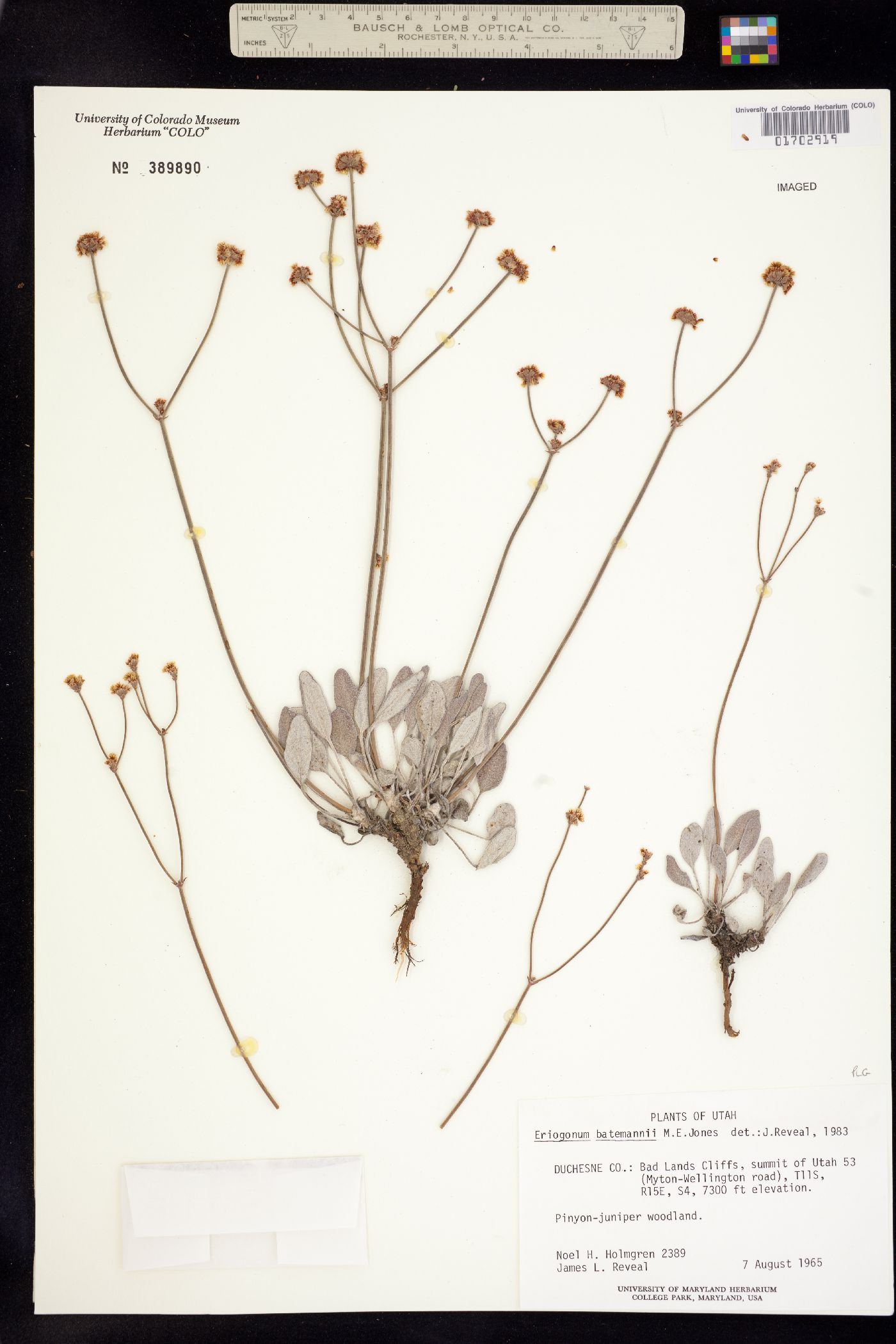 Eriogonum batemanii image