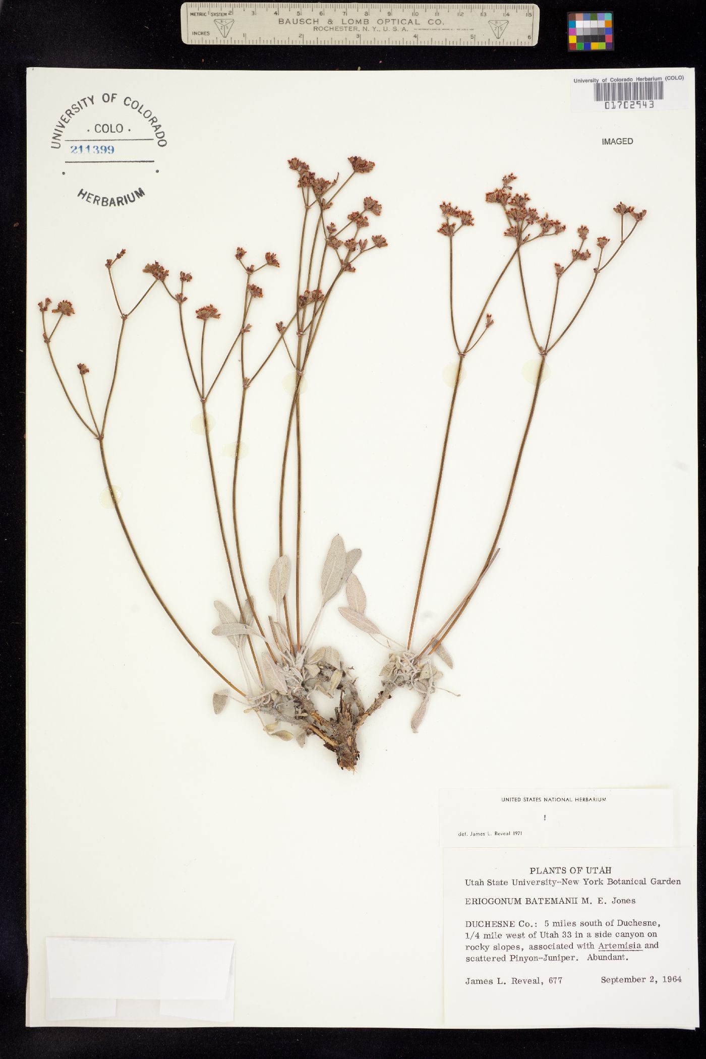 Eriogonum batemanii image