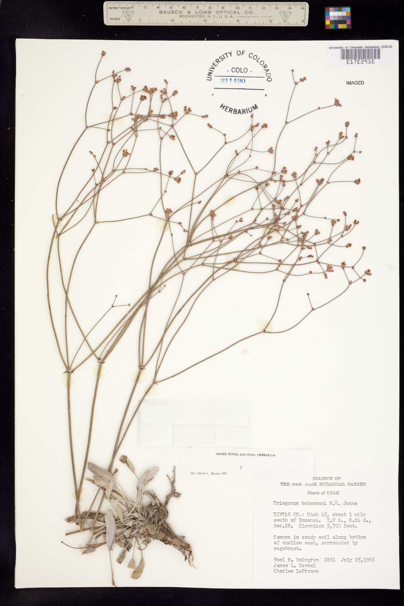 Eriogonum batemanii image