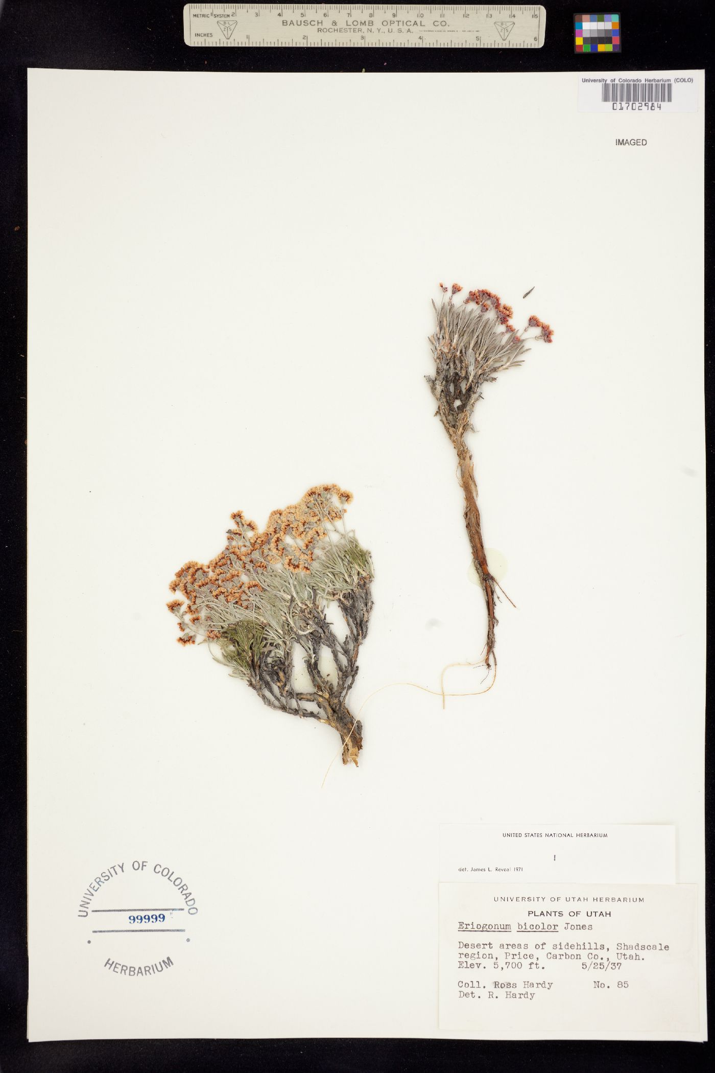 Eriogonum bicolor image