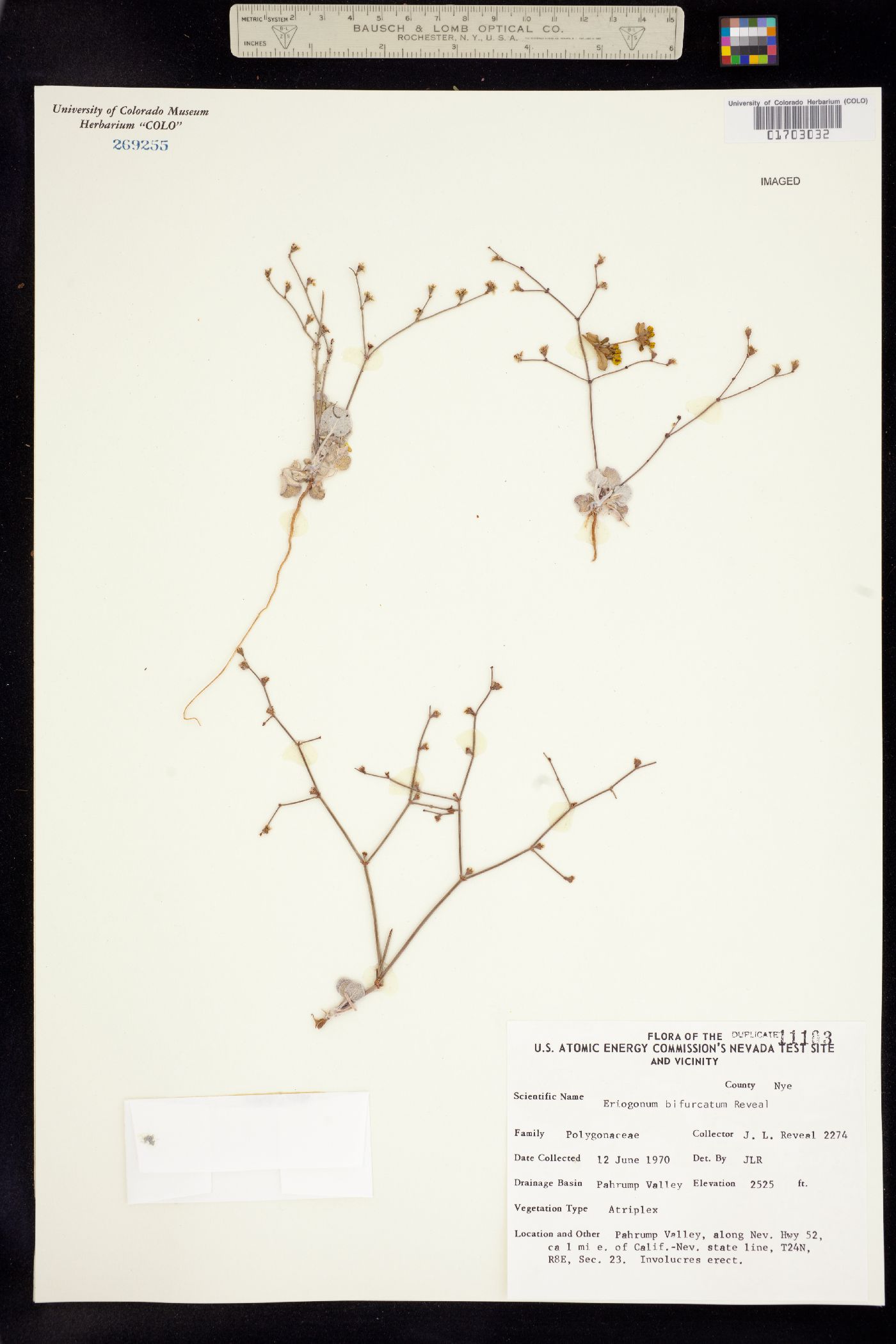 Eriogonum bifurcatum image