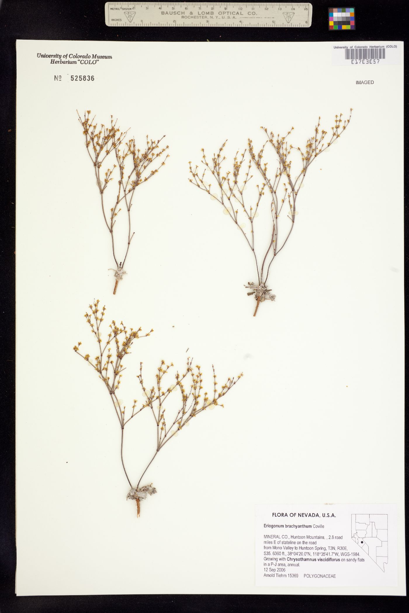 Eriogonum brachyanthum image