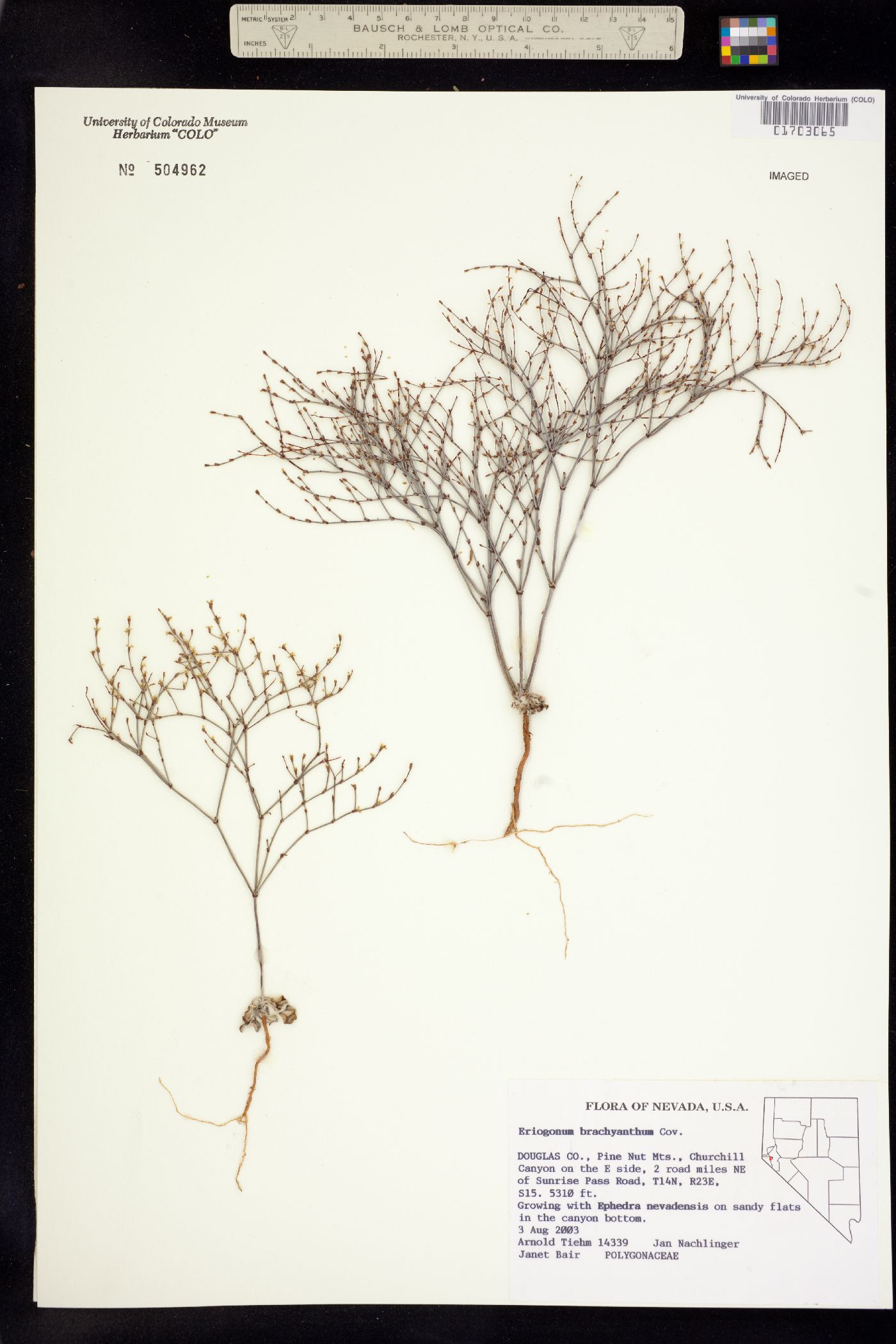 Eriogonum brachyanthum image
